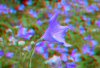 DSC_5286s.JPG